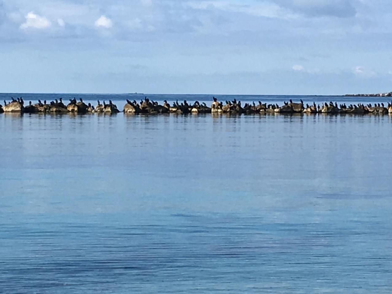 アルゲーロIl Mare Di Alidaアパートメント エクステリア 写真